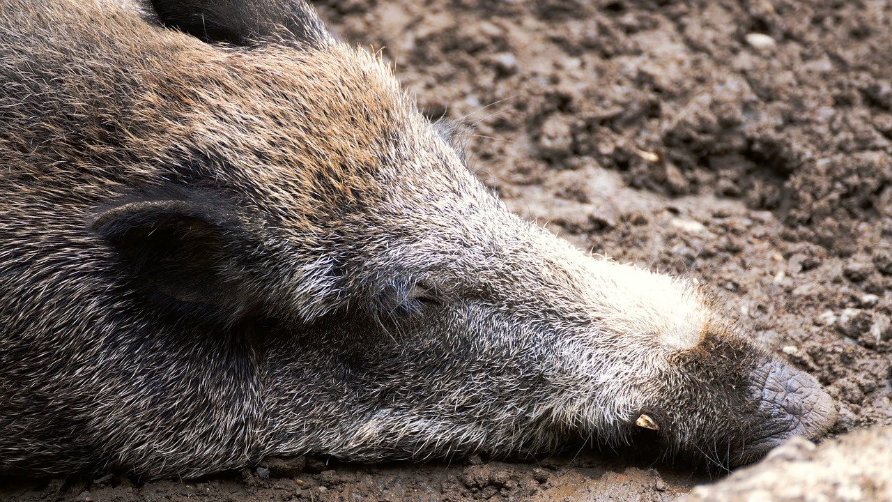 Полските власти съобщиха за африканска чума по свинете (АЧС), установена