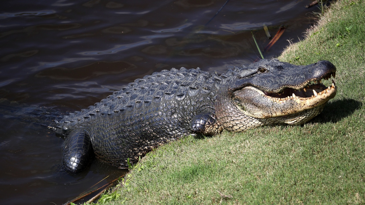 Алигатор нападна мъж пред дома му във Флорида