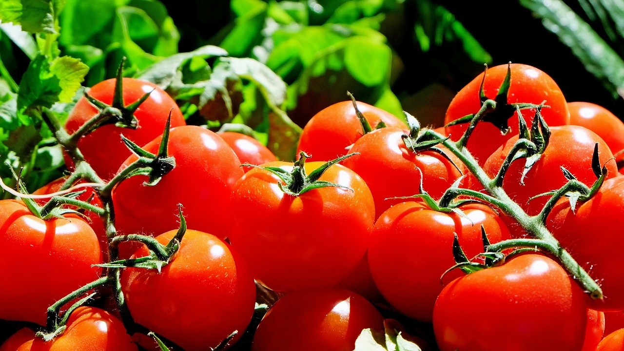 Турция премахна забраната за износ на домати, въведена от 2