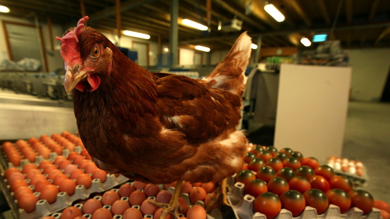 Бум на продажбата на кокошки заради скъпите яйца