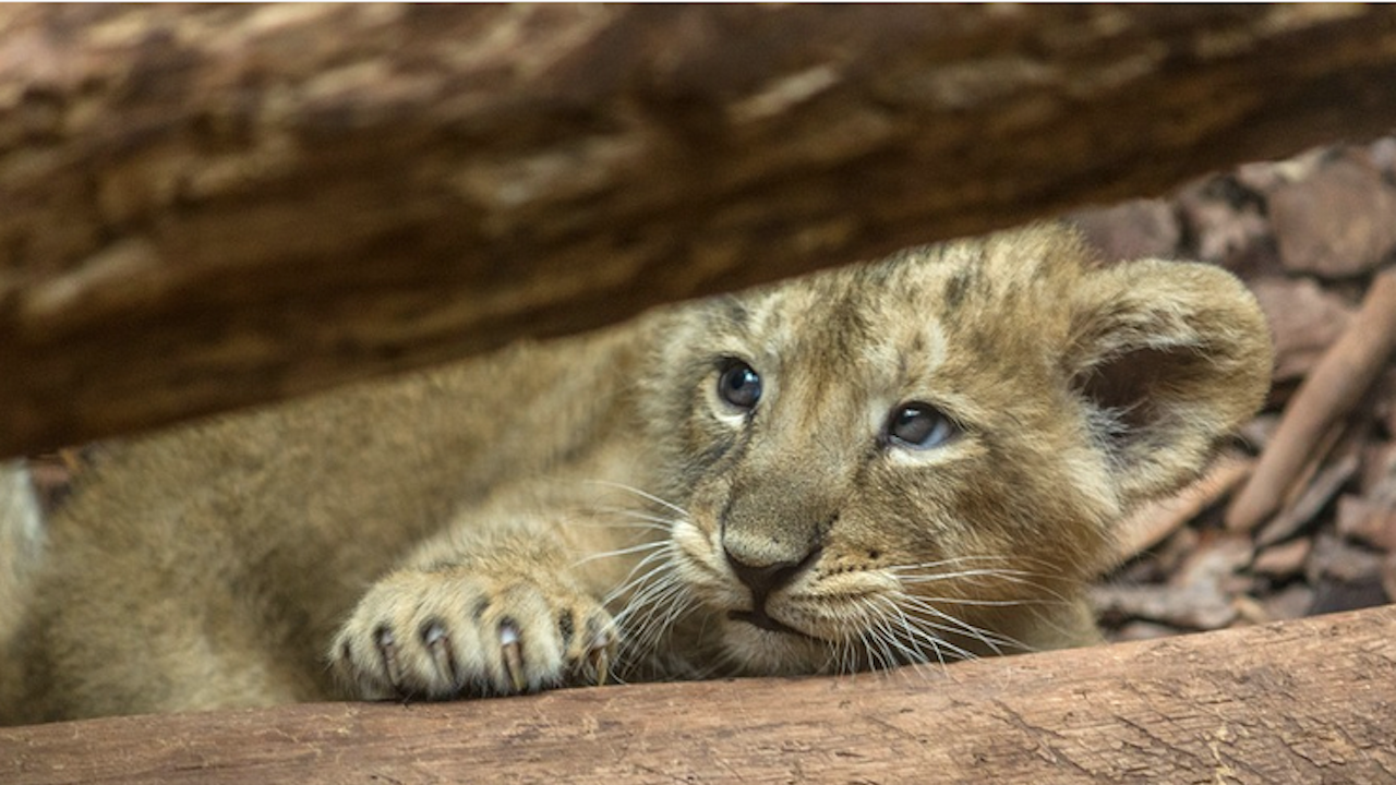 Новородени лъвчета дават надежда за популацията на изчезващ вид лъв