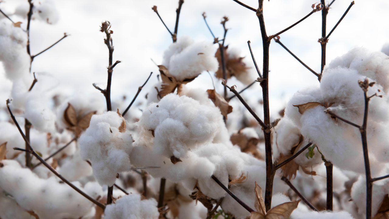 Климатичните промени унищожават реколтата от памук в САЩ
