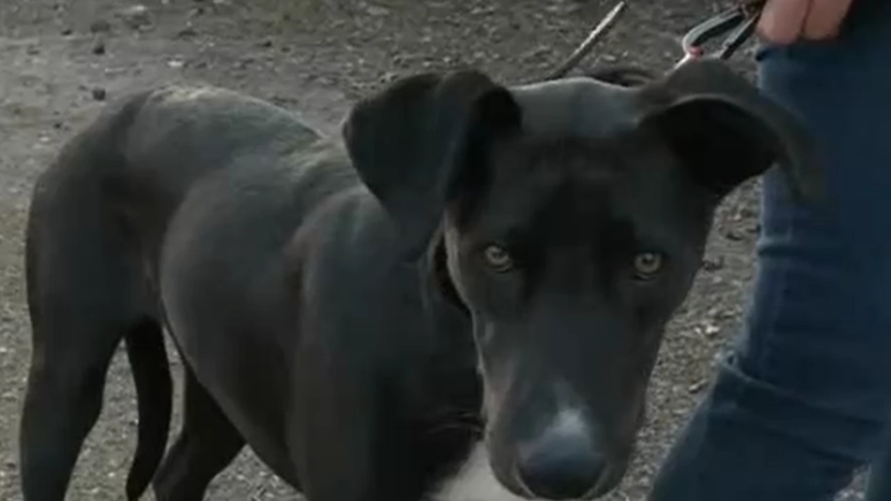 В русенското село Борисово простреляха домашно куче За това сигнализира