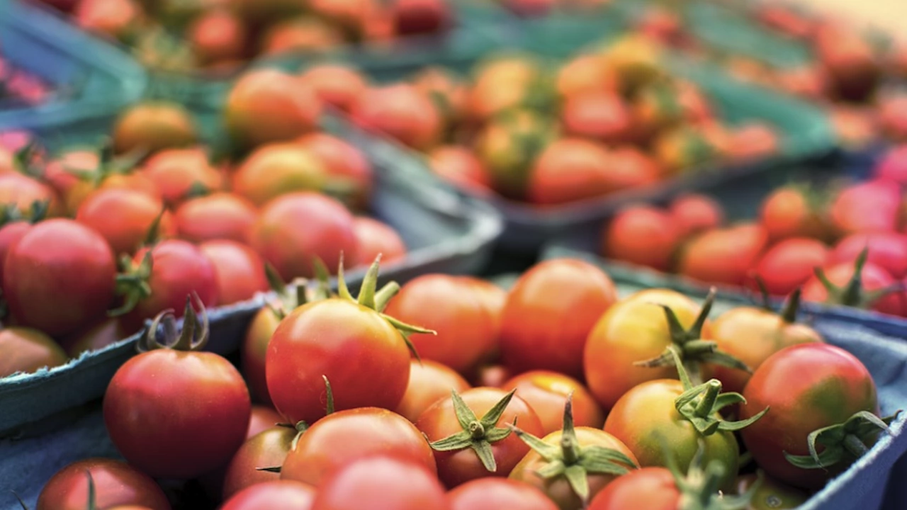 Турция спря износа на домати за Европейския съюз след земетресението