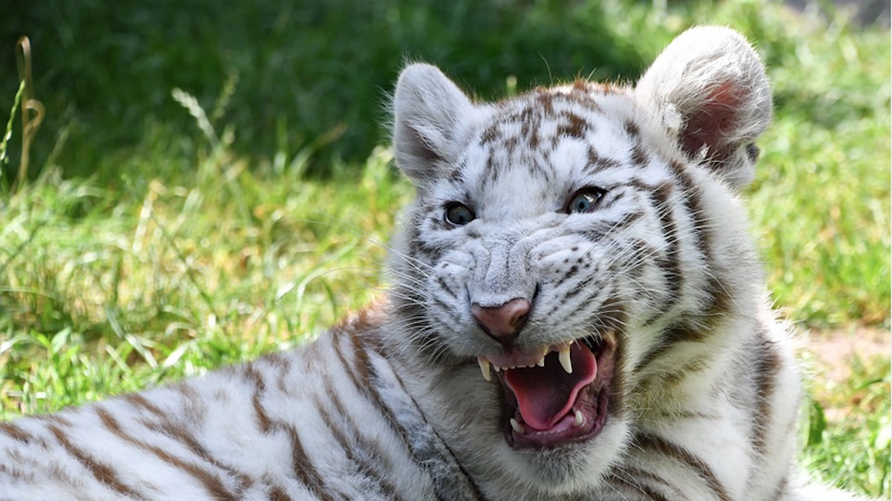4 месечен бял тигър е намерен захвърлен до кофа за боклук