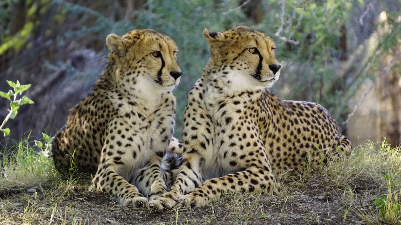 Гепарди се връщат сред природата в Индия за възстановяване на популацията