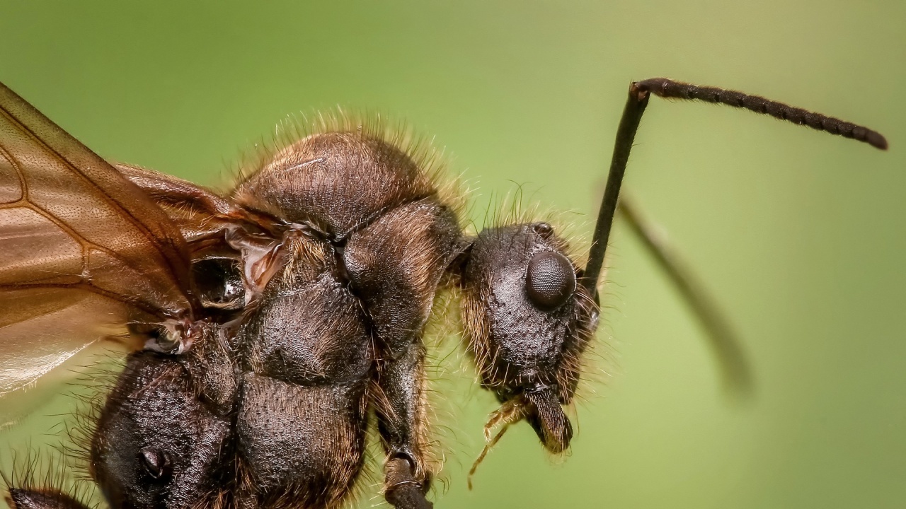 Опасен ли е хитинът в насекомите, които се влагат в храната?
