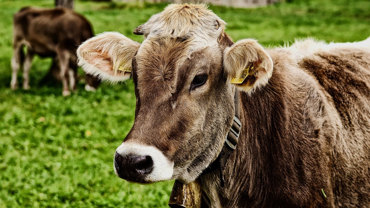 Установиха случай на "луда крава" в Швейцария