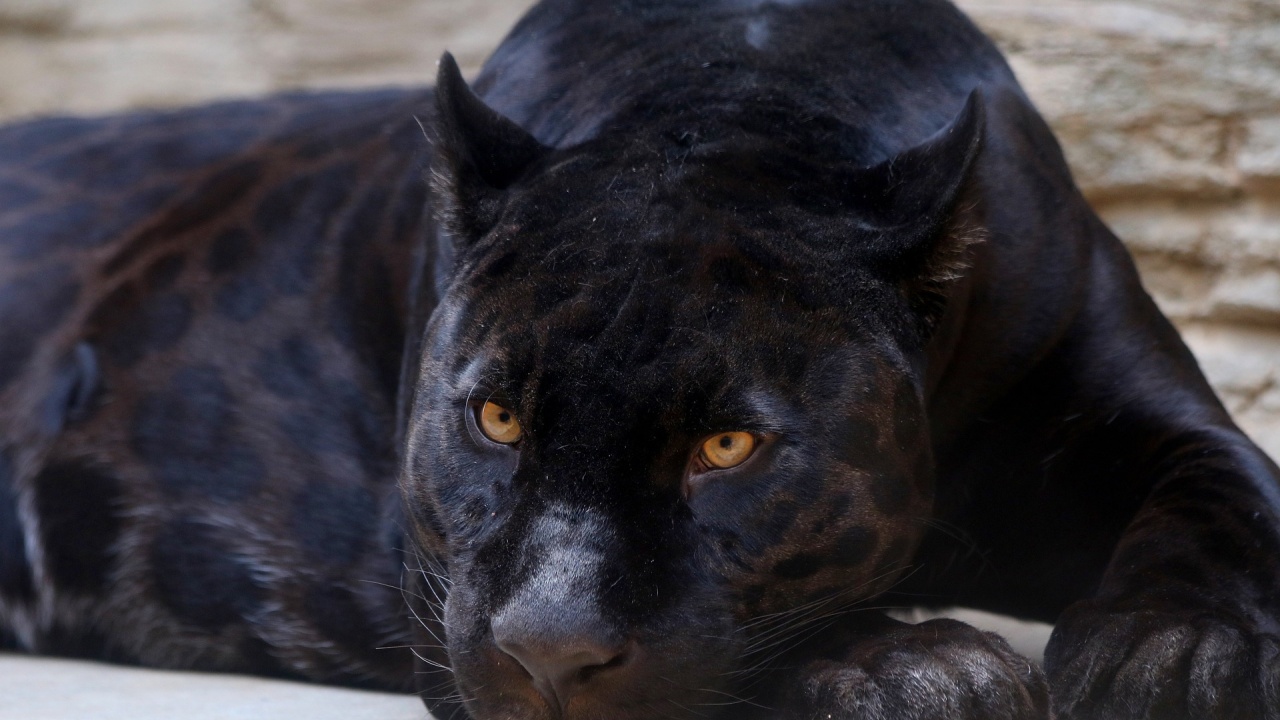 Столичният зоопарк се сдоби с два черни ягуара