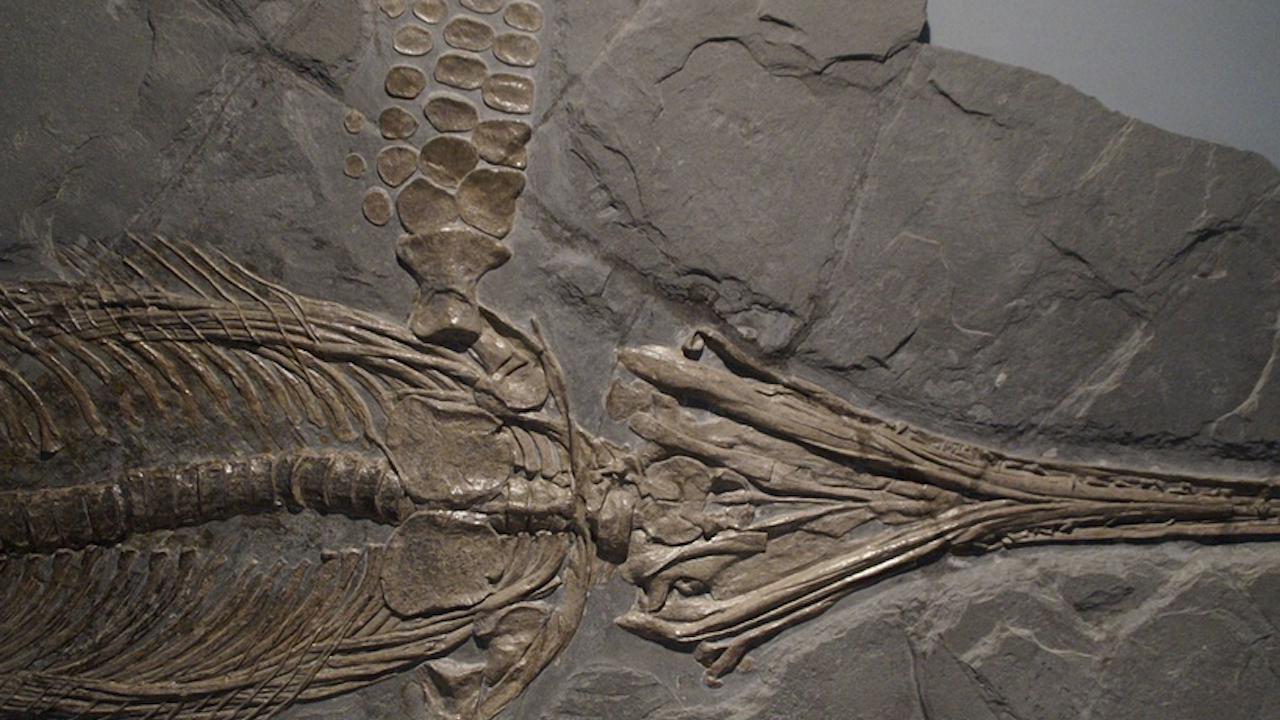В Арктика откриха най-старите фосили на морски влечуги
