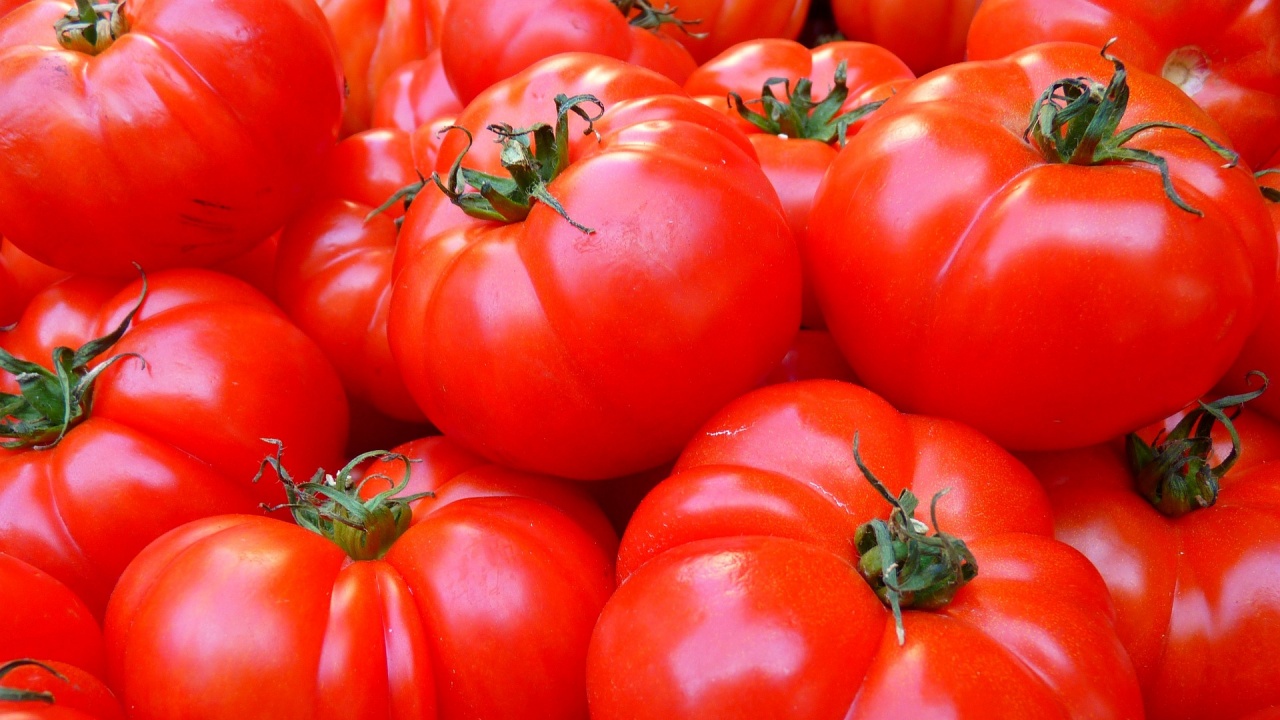 Първа реколта на български домати и краставици край Кресна