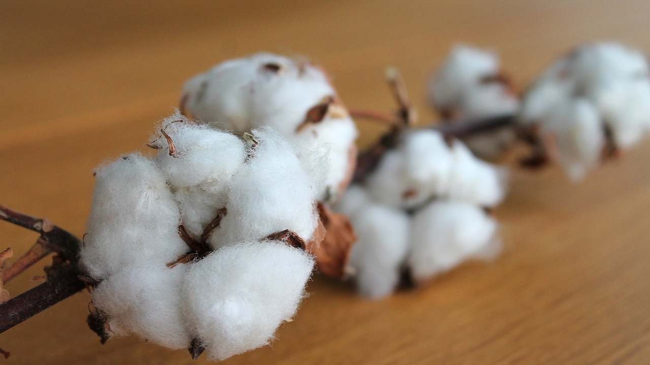 Запасите от памук в Индия може да спаднат до най-ниското си ниво от две десетилетия