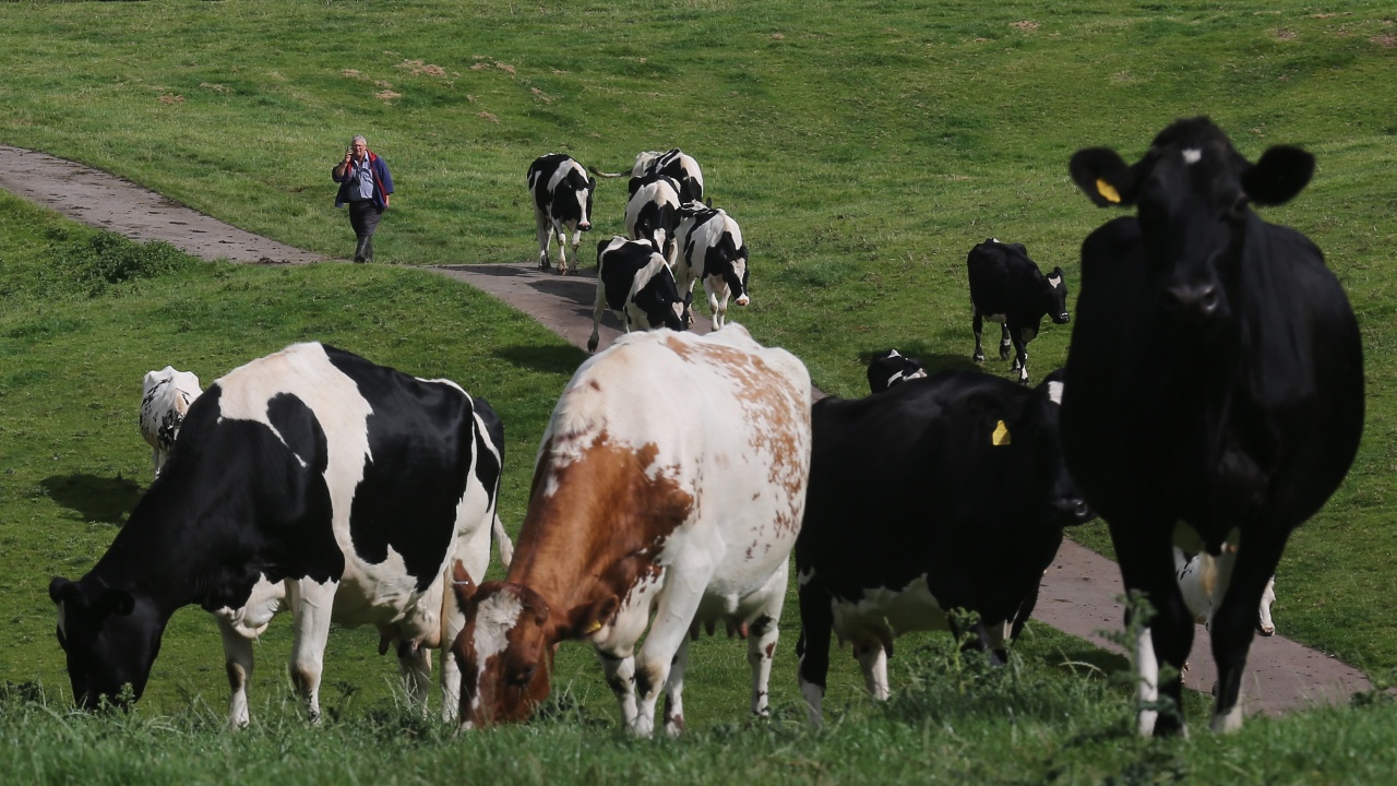 Страни от ЕС възнамеряват да облекчат ограниченията за вредните емисии от добитъка