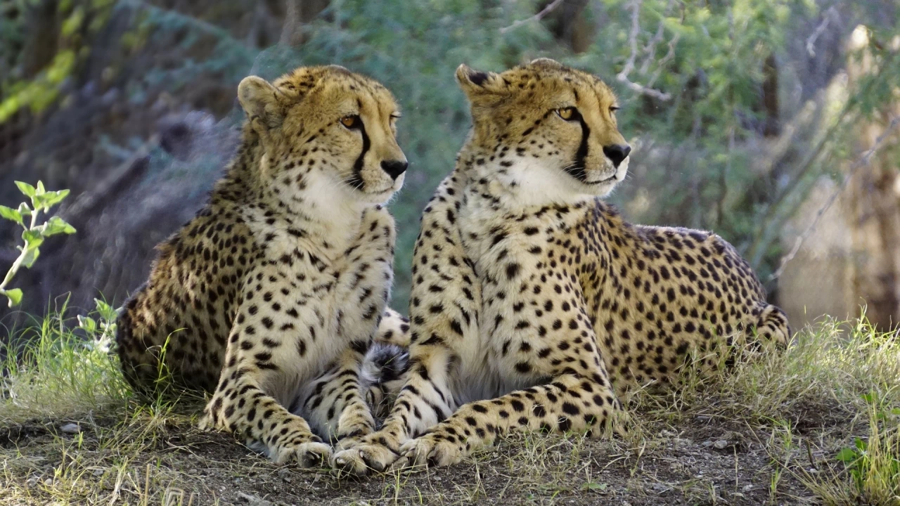 Двойка намибийски гепарди бяха пуснати на свобода сред природата в