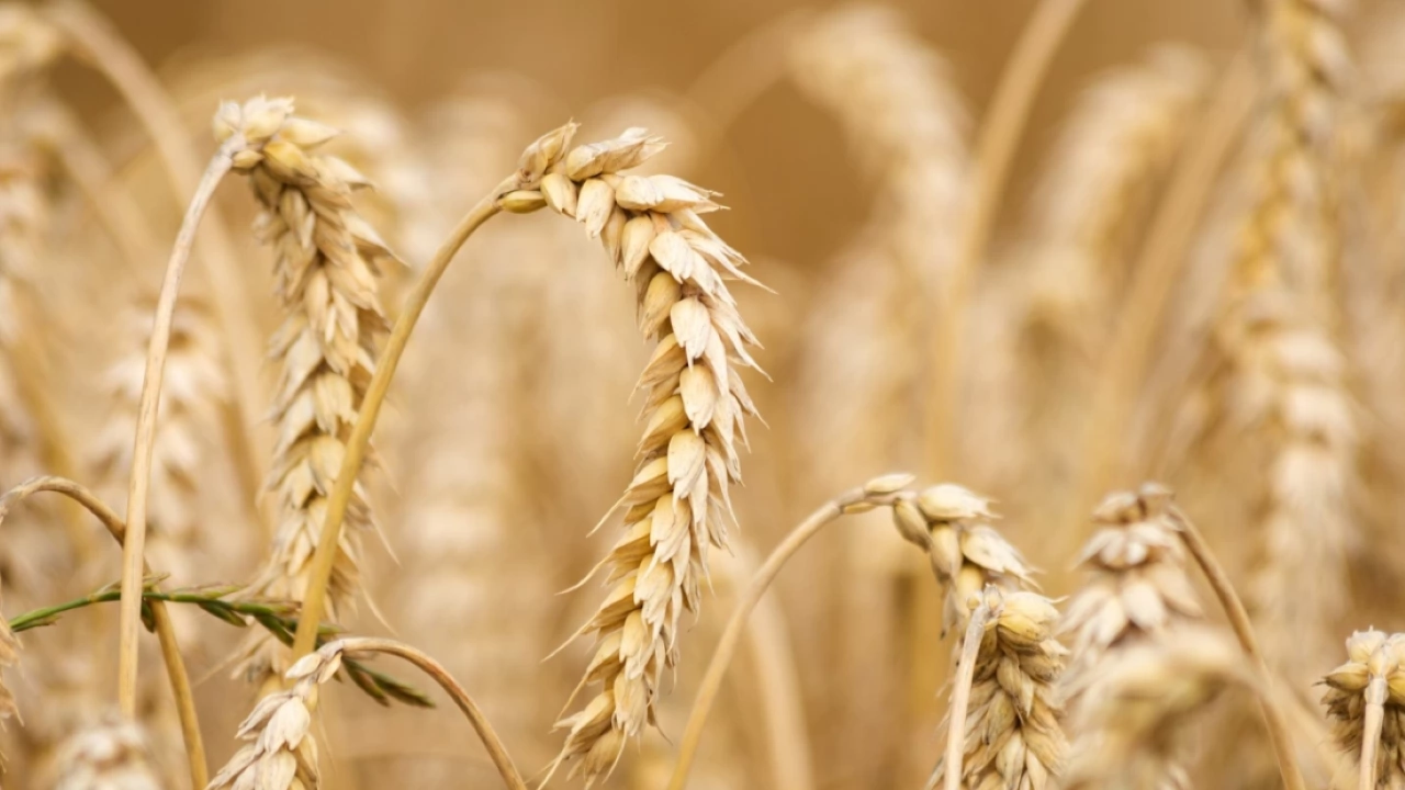 Зърнопроизводители от областите Велико Търново Русе и Плевен започнаха безсрочен