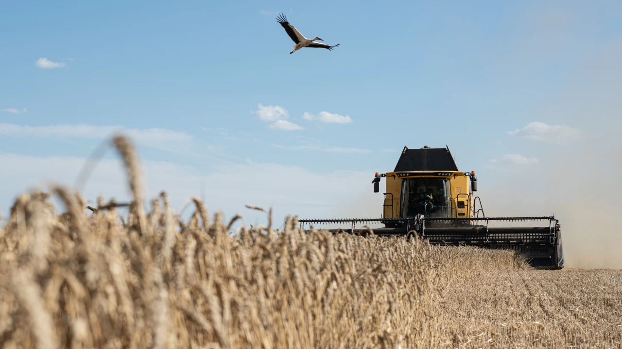 Държавата трябва да се намеси за да подпомогне зърнопроизводителите В