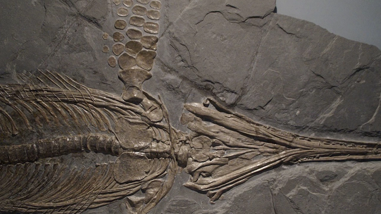 Най старите фосили на морски влечуги бяха намерени в Арктика съобщава