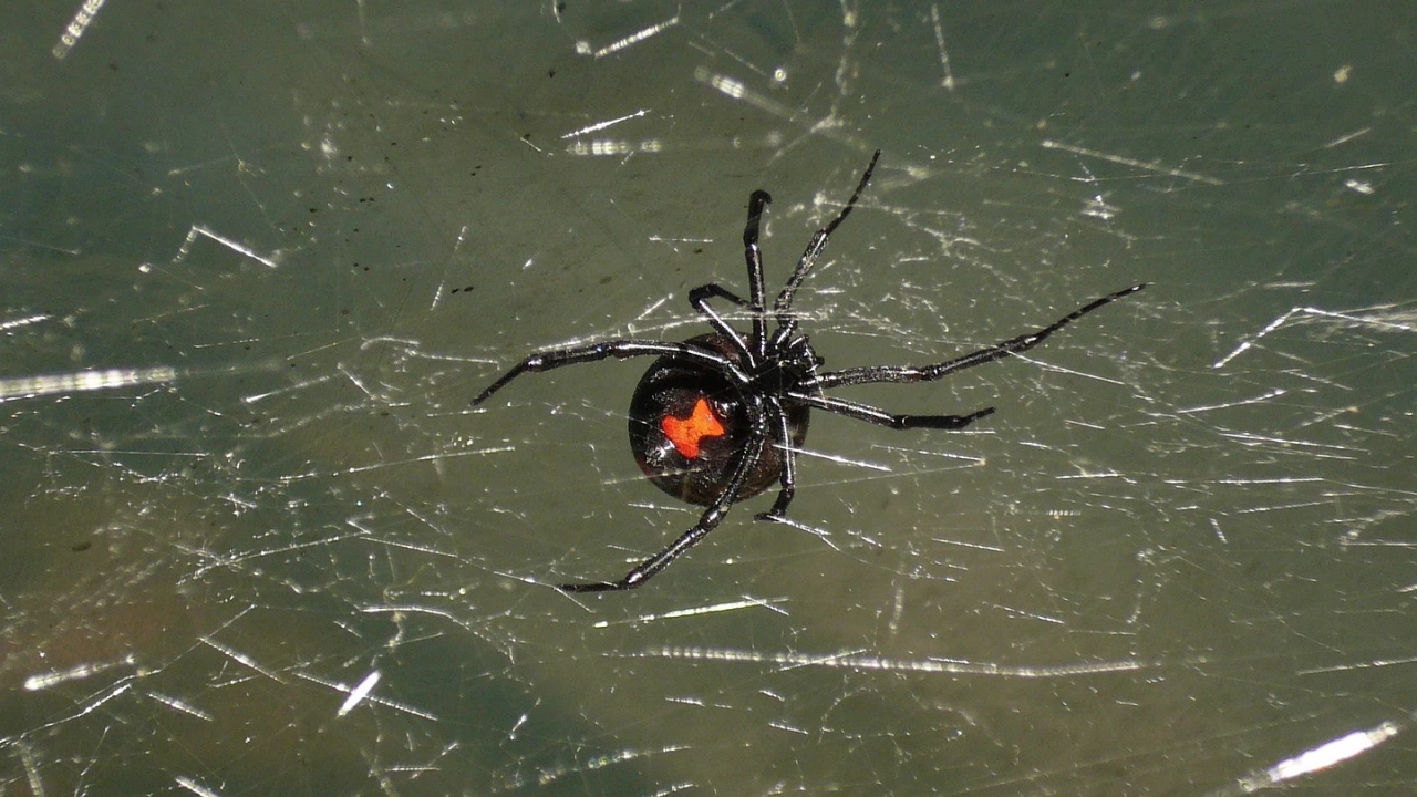 Популацията на паяците черна вдовица в южната част на САЩ