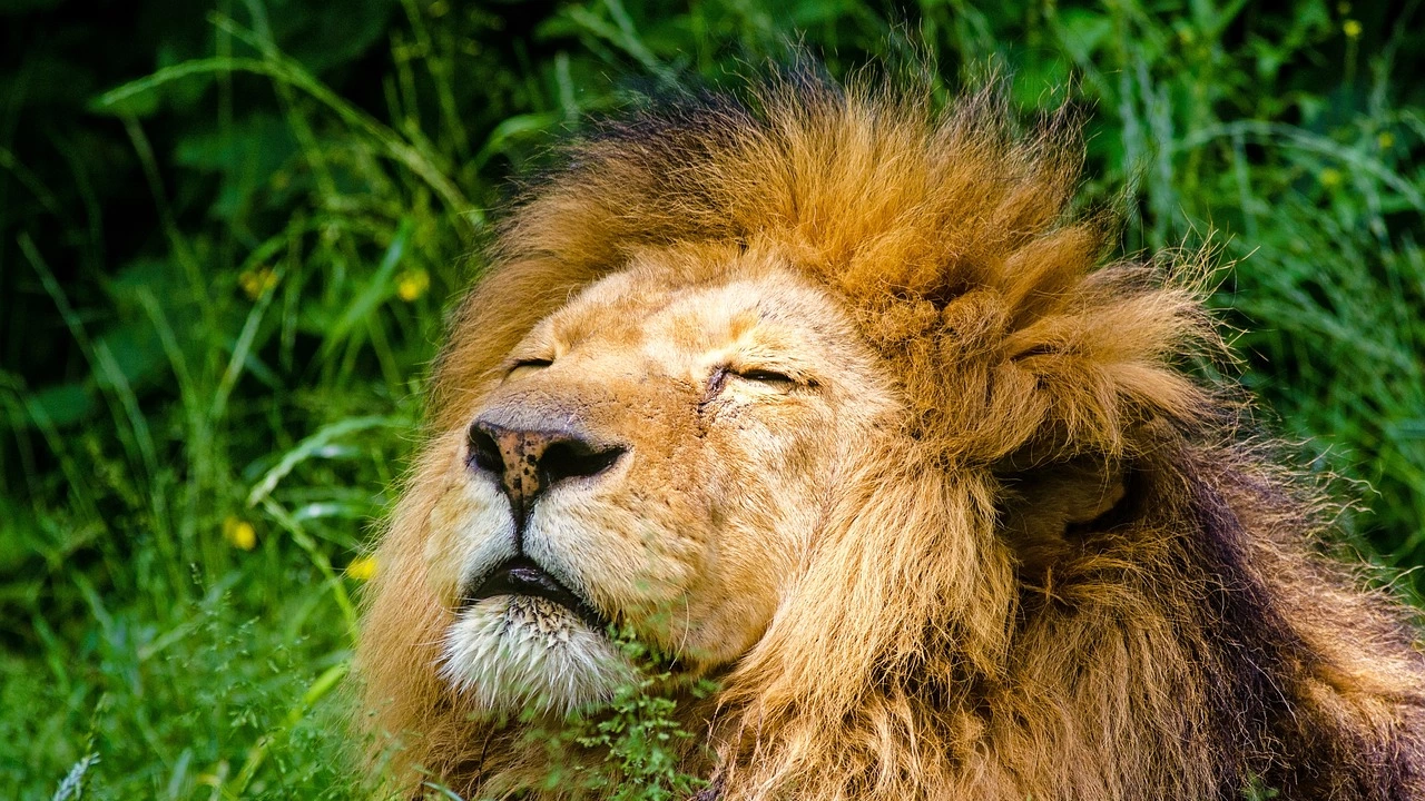 Лъв известен като Краля на Серенгети беше убит от свои