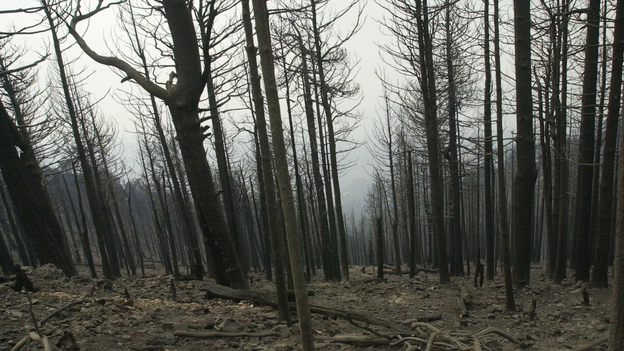 Сечта пожарите и селското стопанство водят до все по бързото изчезване