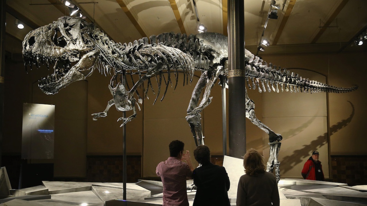 За първи път в Европа: Продават на търг цял скелет на Тиранозавър