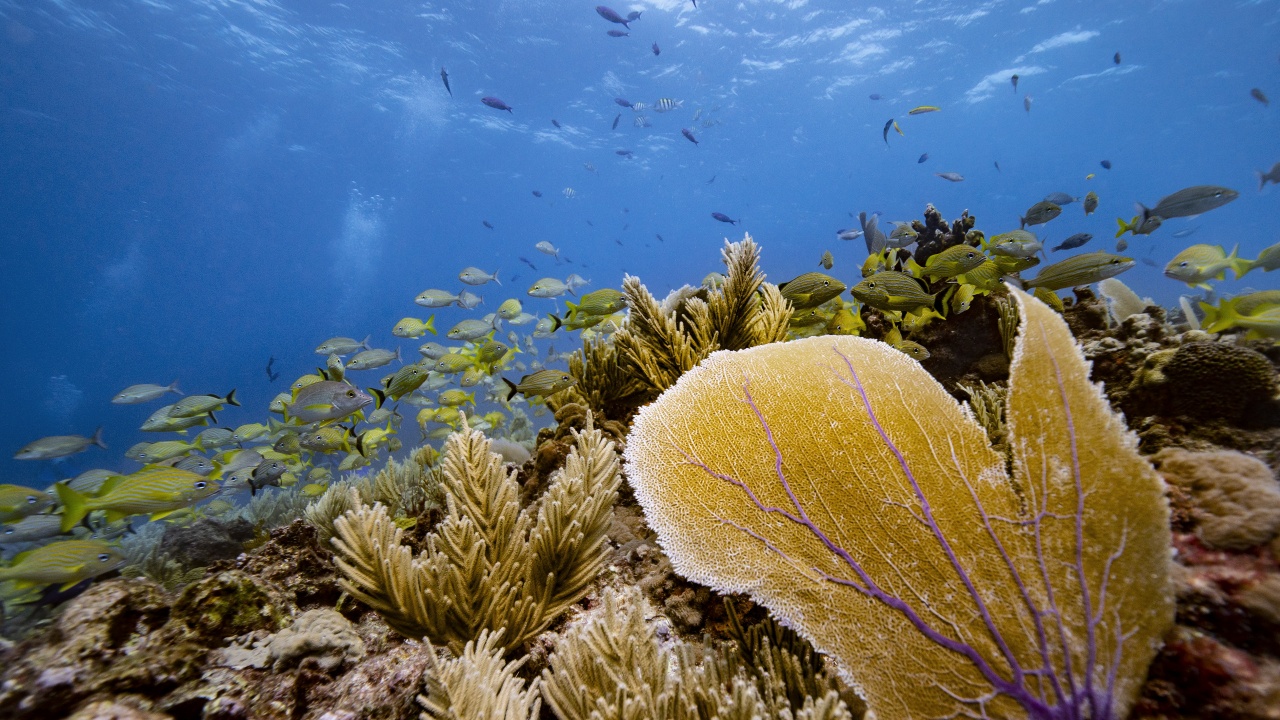 По-голямата част от общо 32 изследвани коралови рифа по света