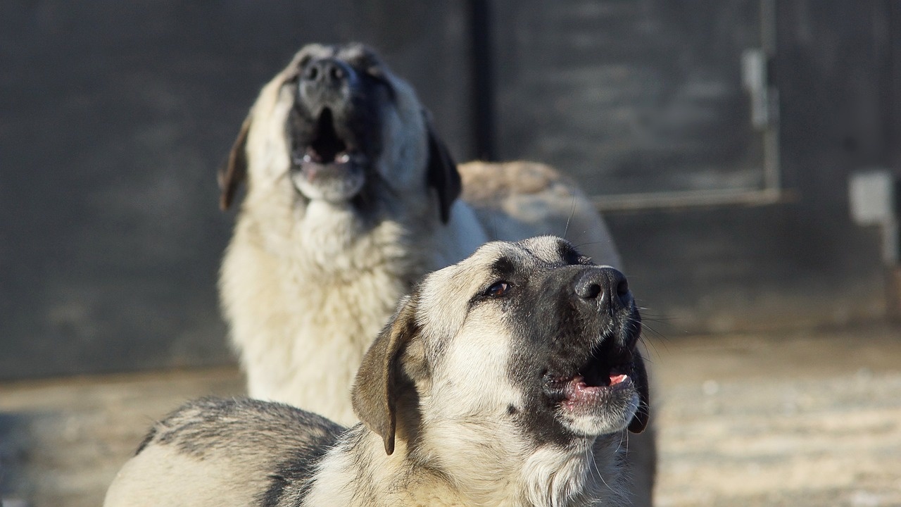 Глутница бездомни кучета притеснява жители на Бургас