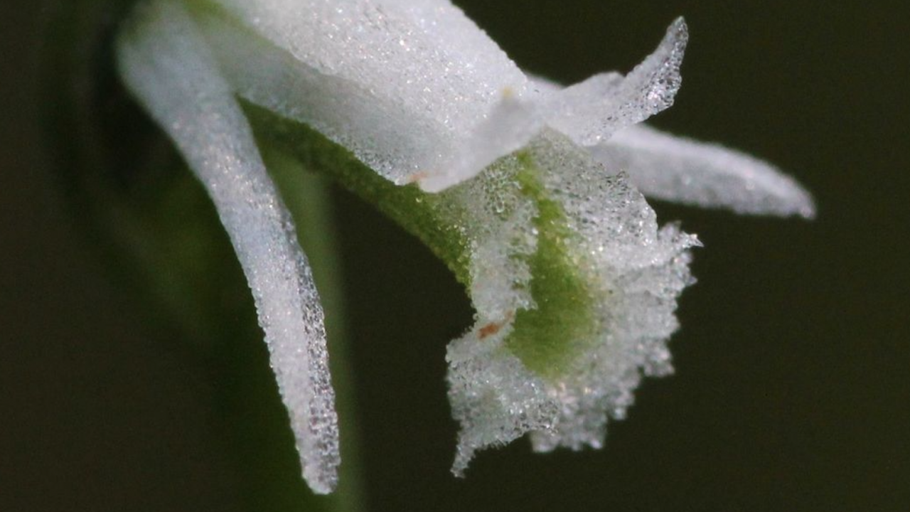 Откриха нов вид орхидея, която изглежда като от стъкло