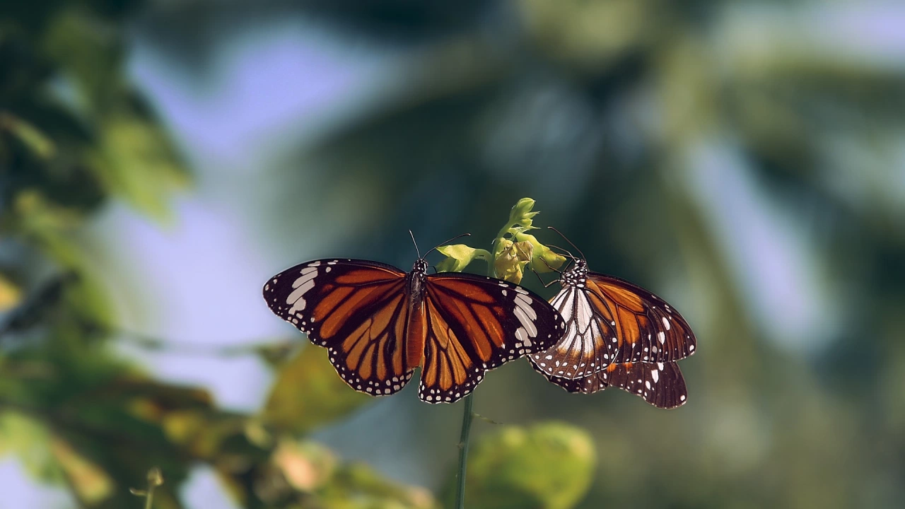Броят на пеперудите монарх зимуващи в планините на централната част