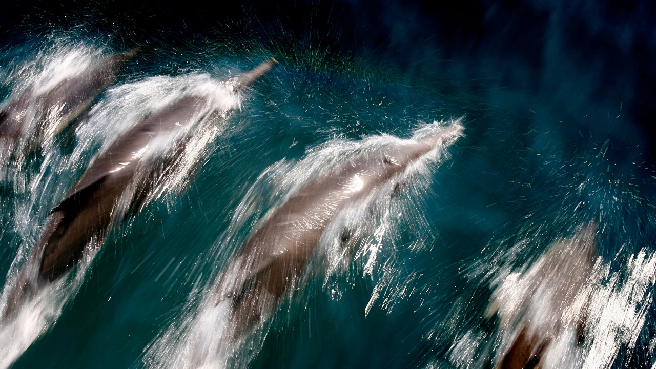 Осем делфина загинаха след като се оказаха заседнали на плаж