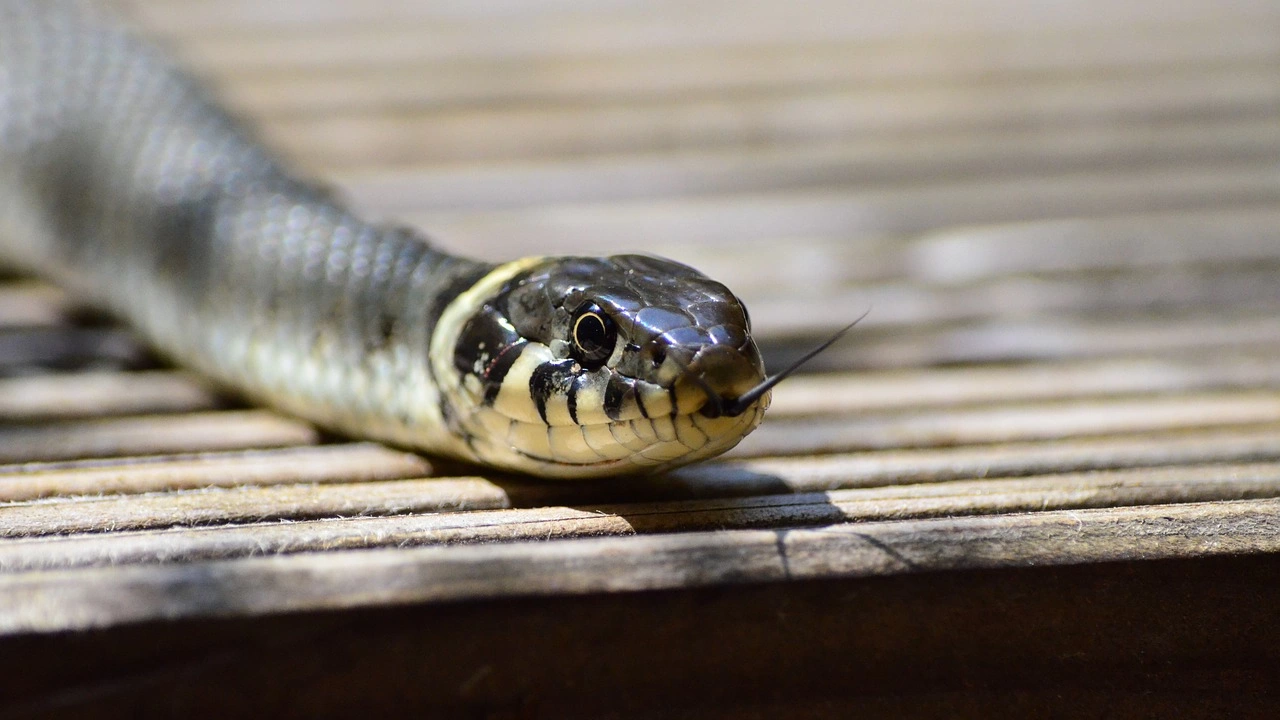 Жена от Австралия намери една от най отровните змии