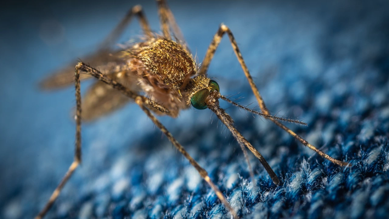 Първо за сезона авиационно пръскане срещу комари прави община Лом