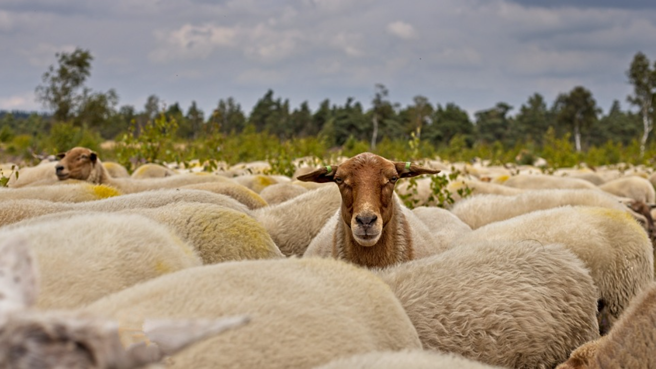 Овцевъдите отменят протеста си