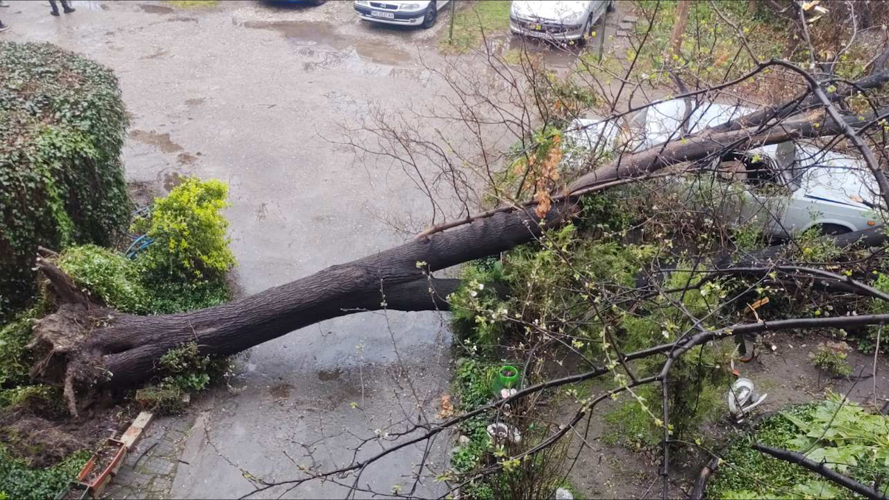 Свирепа буря връхлетя Пловдив: Паднаха дървета и изолация на блок