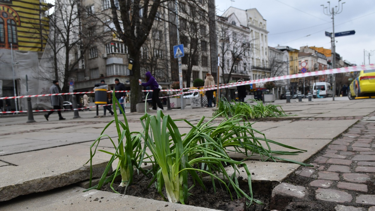 Засадиха лук в разбит тротоар в центъра на София