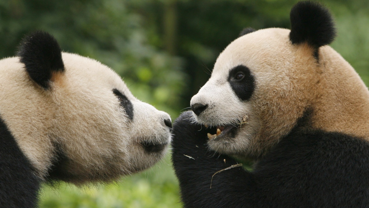 Загрижен, че двете му панди закъсняват с размножаването, зоопаркът в