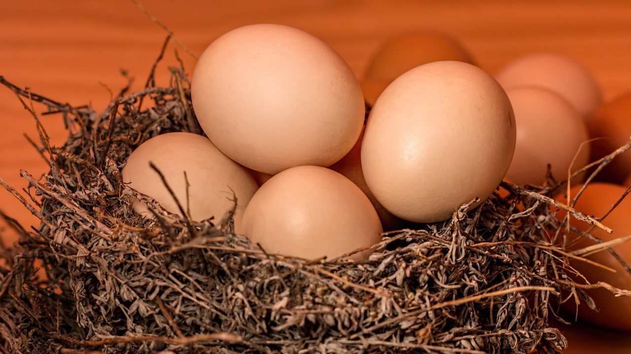 Как се проверява качеството на вносното яйце?
