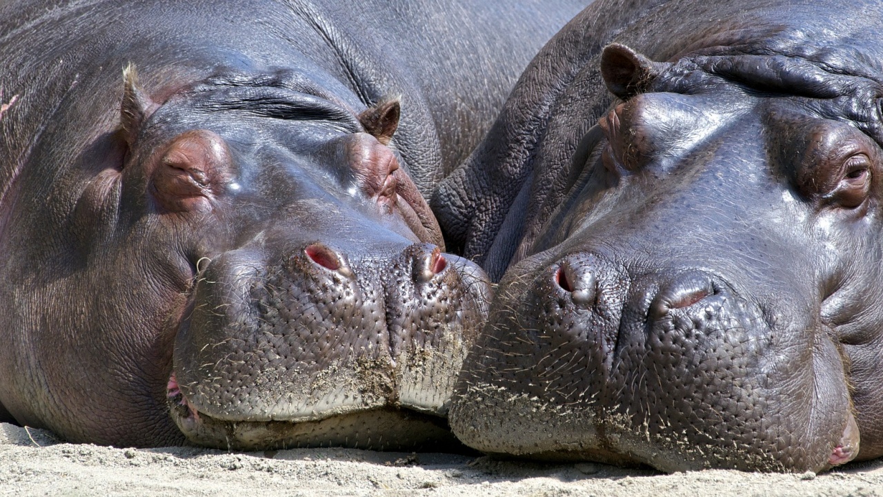 Пращат в резервати хипопотамите на Пабло Ескобар