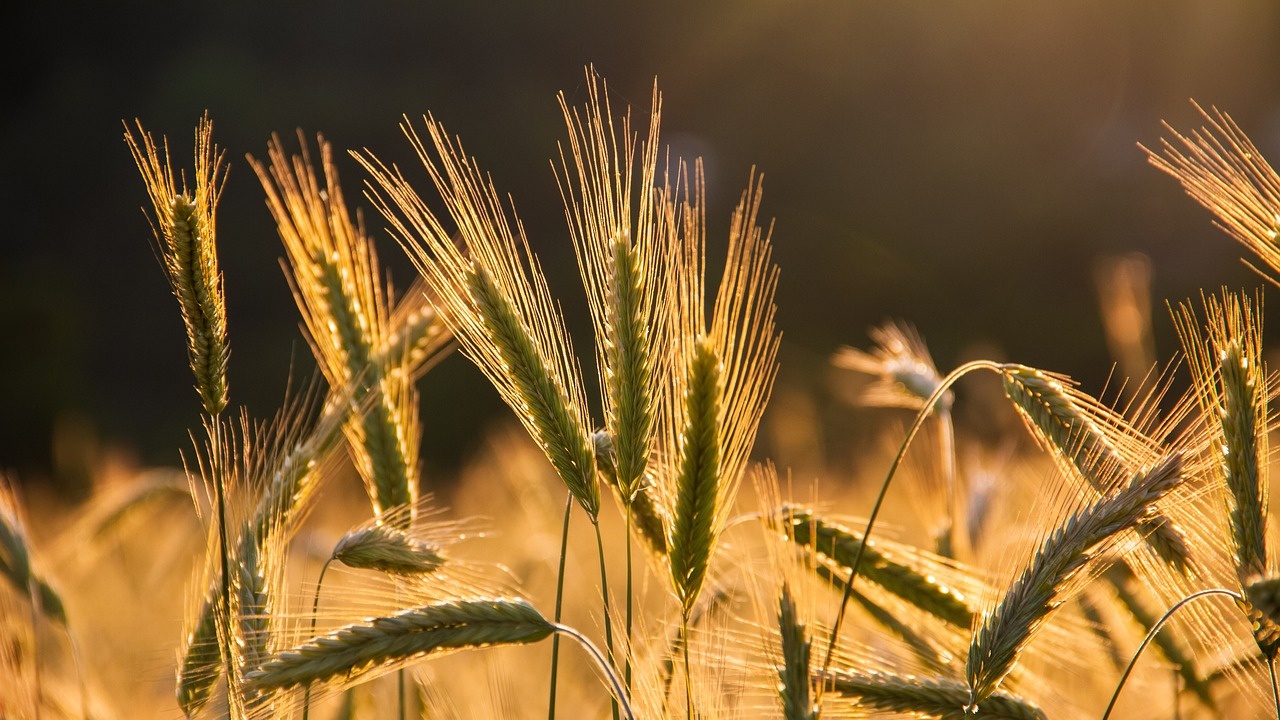 Полша ще бъде компенсирана от ЕС за украинското зърно