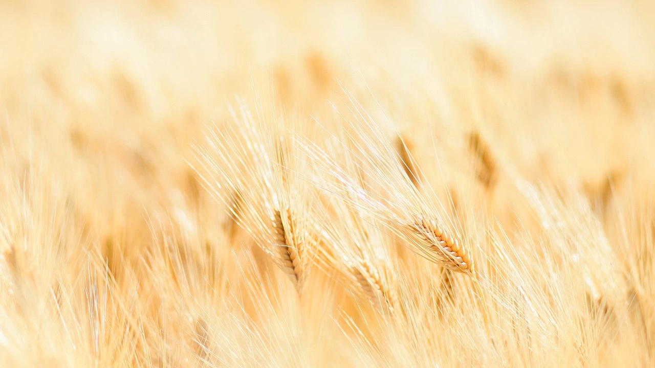 Судан ще трябва да внесе 3 5 милиона тона пшеница