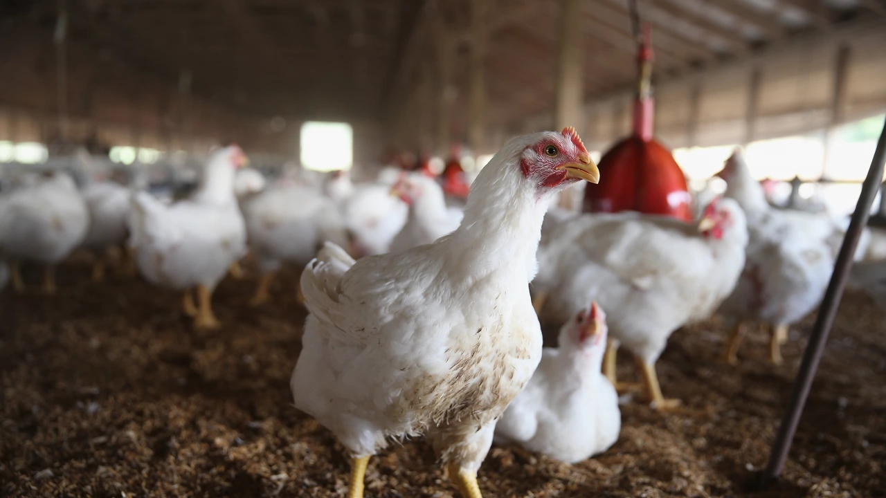 Чили откри първия случай на птичи грип при човек съобщи