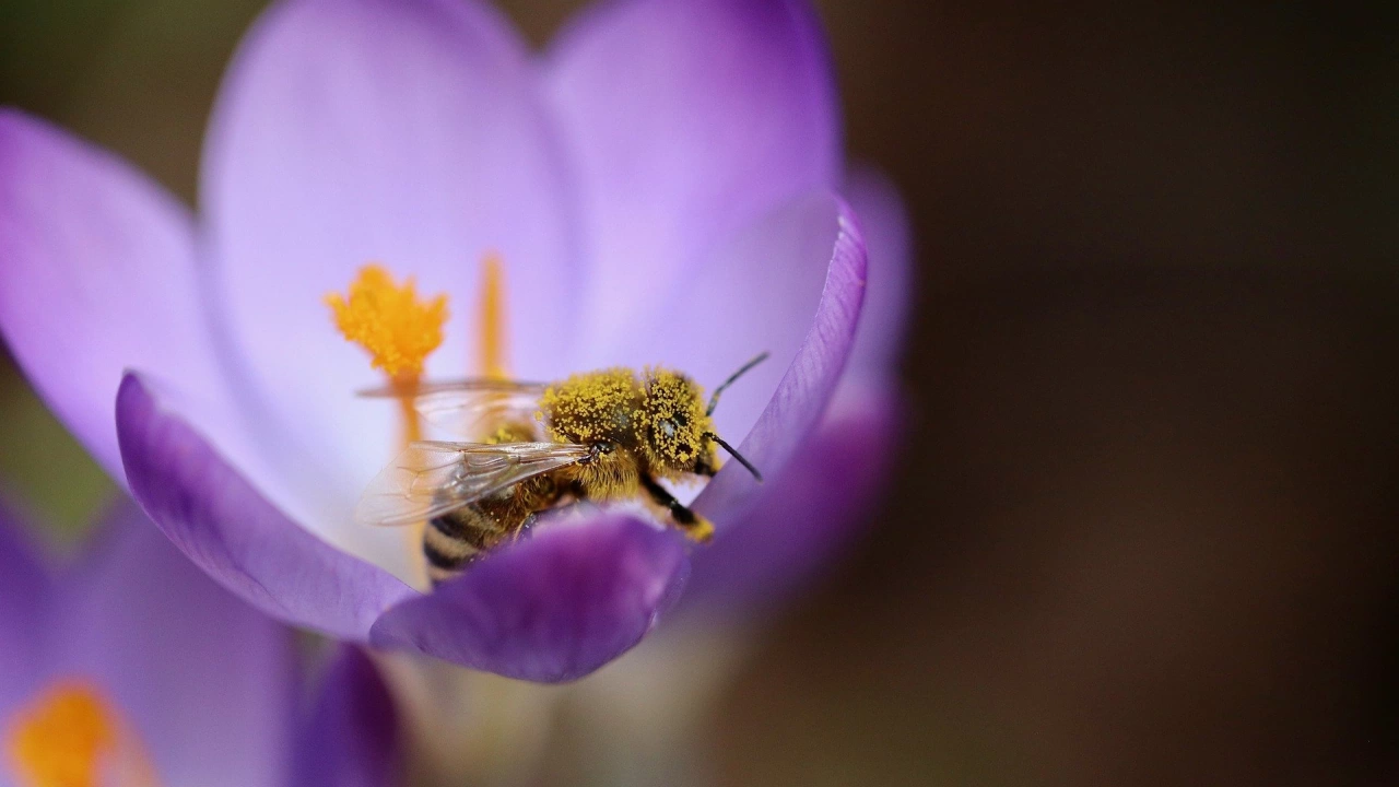 Градските пчели могат да бъдат използвани за по доброто разбиране на