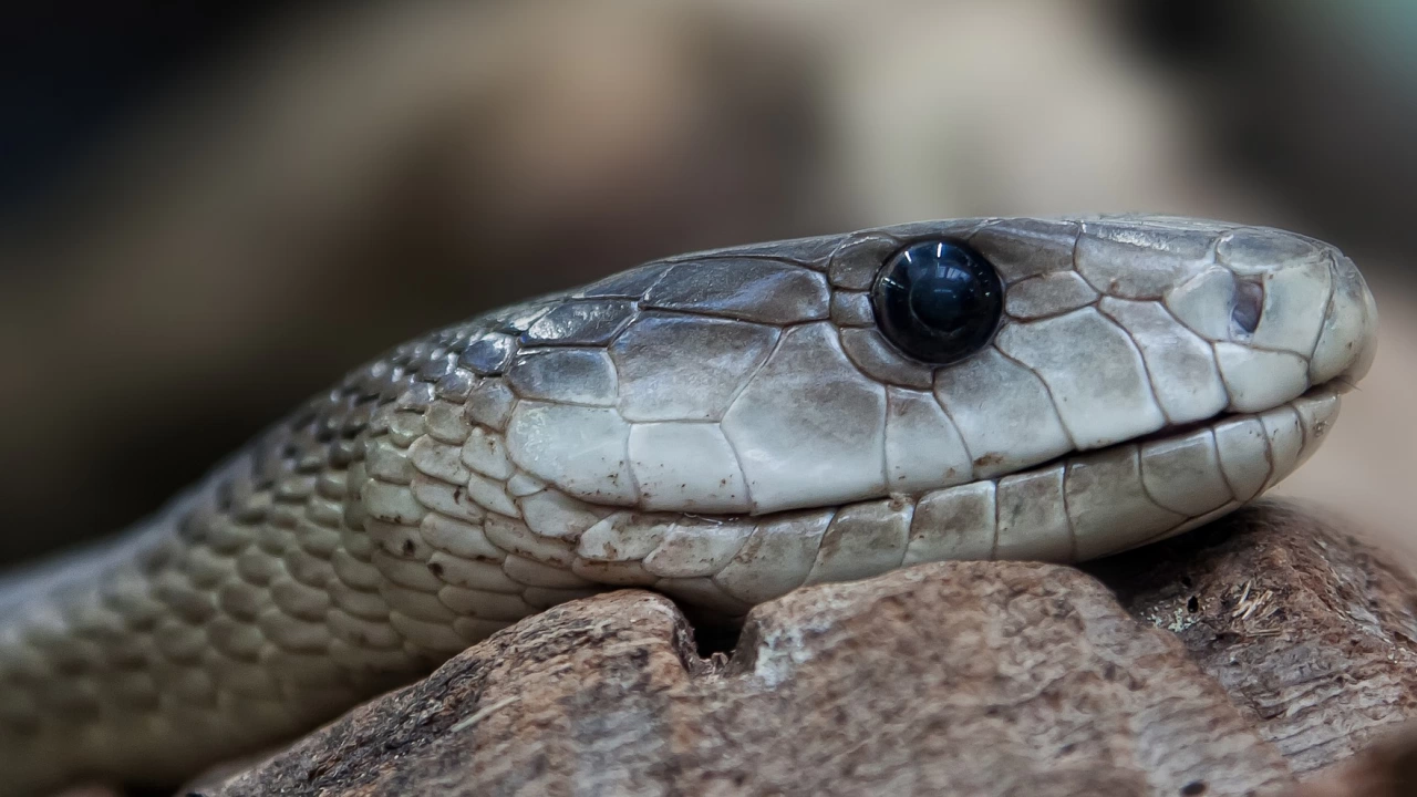 Дълга зелена змия се уви около бебешка количка в Тайланд съобщава Ройтерс Кадри