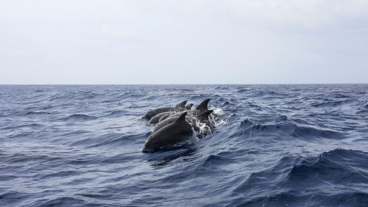 Защитени видове делфини зимуват в наши води