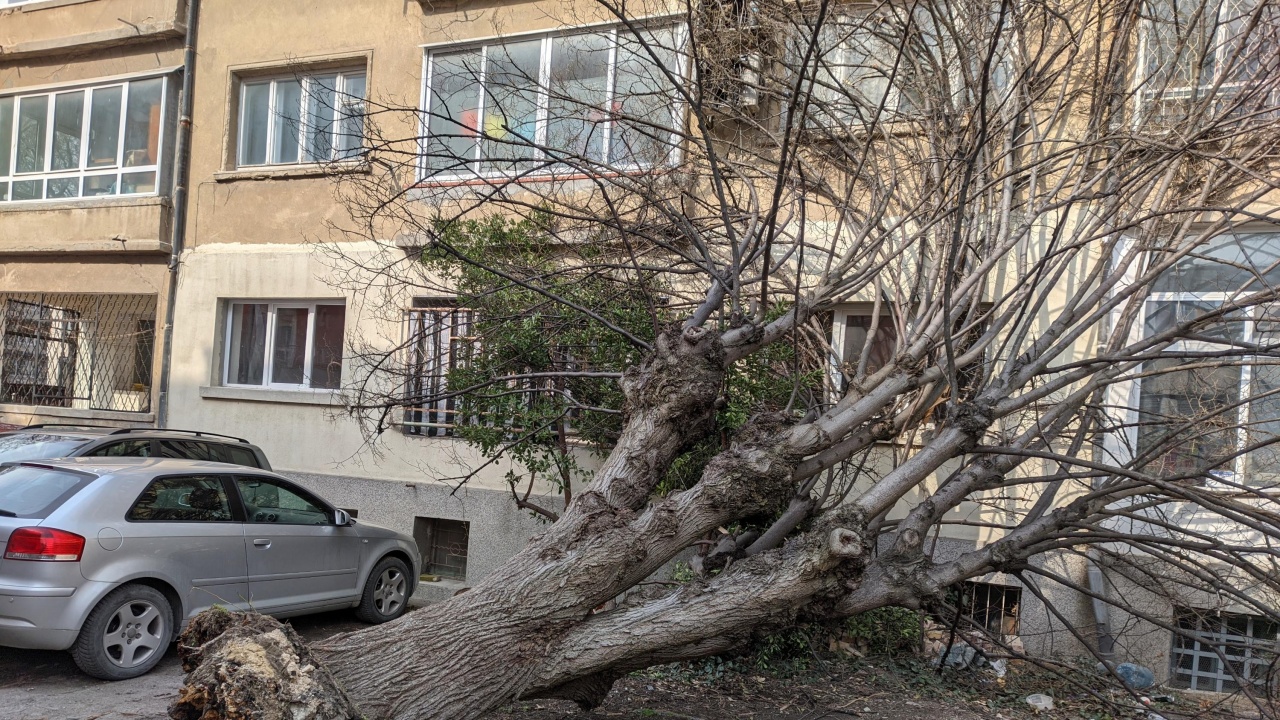 Столичната община за инцидента с дърво: Вятърът го е изкоренил, не е сухо, раззеленява се