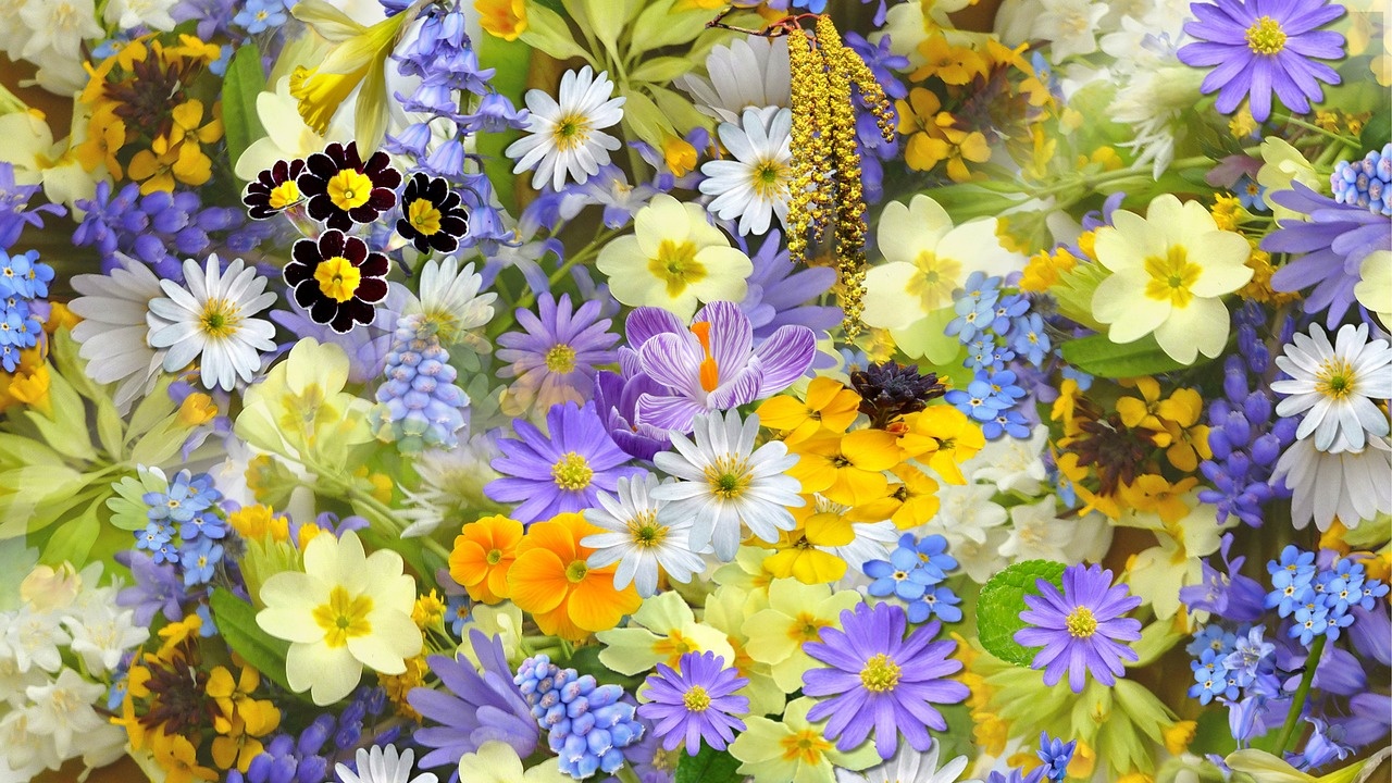 Враца посрещна Цветница с площад, украсен с хиляди цветя.
На цветния