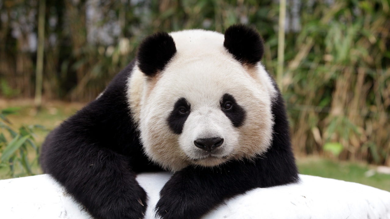 Зоопаркът в Мемфис се сбогува с панда, която ще бъде върната в Китай