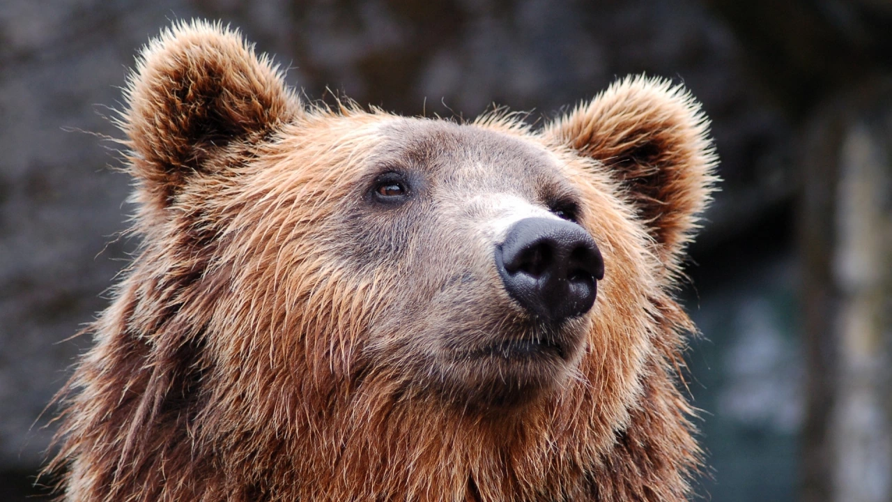 Паркът за мечки край Белица ще бъде отворен за посетители