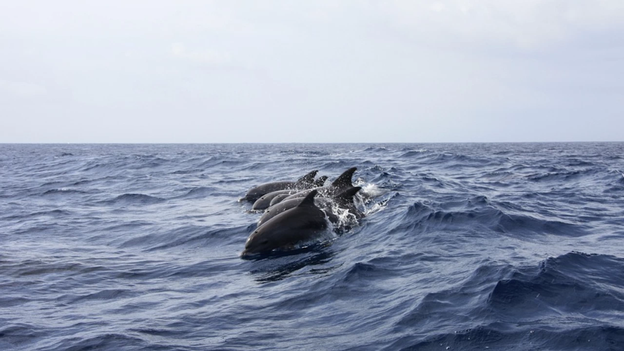 Установени са зимуващи в българската акватория китоподобни бозайници от вида