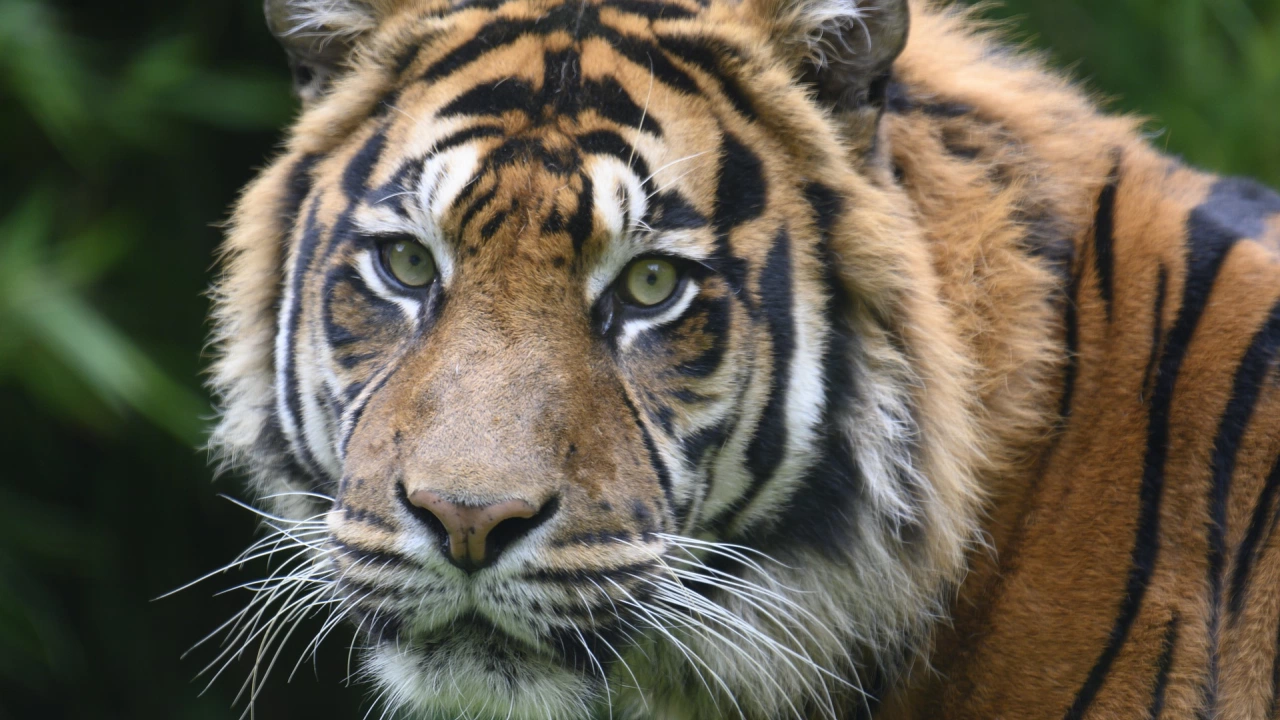 Две рядко срещани суматрийски тигърчета се появиха от бърлогата си